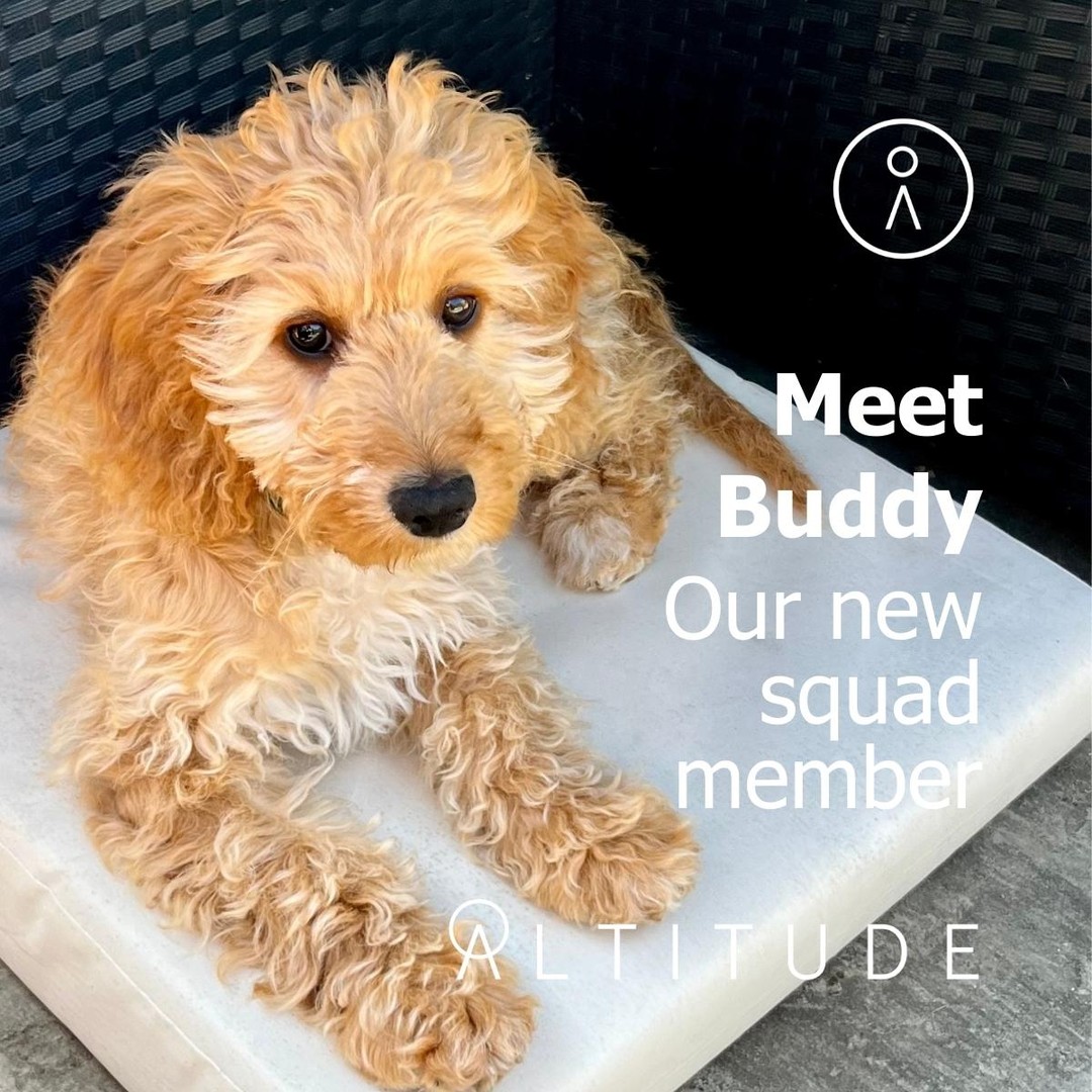Meet Buddy, Altitude's new Chief Wellbeing Officer!  As well as being super cute and qualified he loves long walks, squirrels and listening to all our worries   🦴